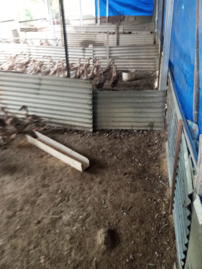 Gambar, kandang itik Tunas muda farm kandang kering